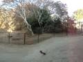 videos de Firestrorm RC bashing and jumping