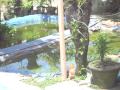 iligan backyard koi breeder