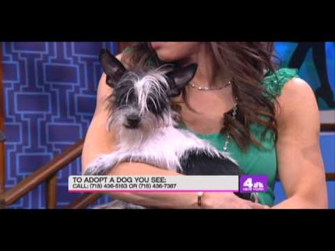 Maria's Pet Project - Sean Casey Animal Rescue (May 20, 2010)