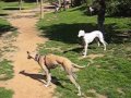 Galgos al PipiCan Diagonal Mar2