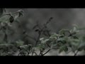 Ver Video