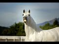 corrido del caballo oniris