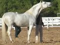 corrido del caballo oniris