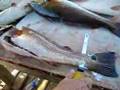Louisiana Fishing Redfish Filet