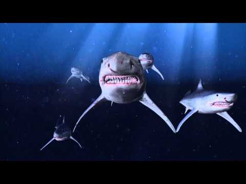Man dies in shark attack off New Zealand coast