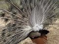 excellent-peacock-dance.html