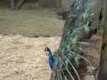 Excellent peacock dance