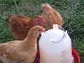 The Faces of Free Range Chickens
