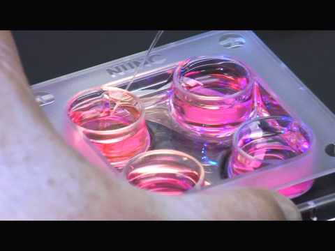 how to harvest human eggs