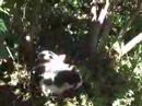 Kitty in Catnip