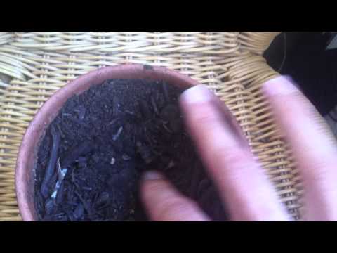 how to replant coriander