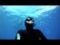 Requin bouledogue à la Réunion.m4v