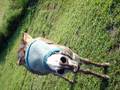 meet Arthur, the freindly neighborhood donkey