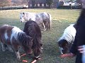 Come on Ponies! Come on Ponies!