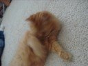 Orange Kitty