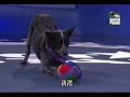 Amazing Dog Tricks Amazing Dog Tricks