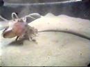 Mating Octopi Mating Octopi