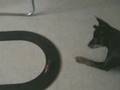 Miniature Pinscher video