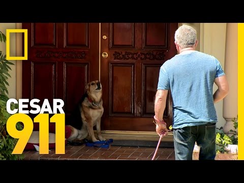 All Bark and Hopefully No Bite | Cesar 911