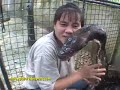 AMAZING 24 FEET LONG PET PYTHON. PHILIPPINES