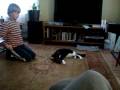 Supercat Supercat
