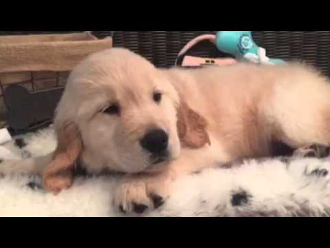 Handsome, Lovable Golden puppy, Full AKC