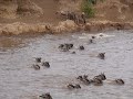 Crocodile take wildebeest in river