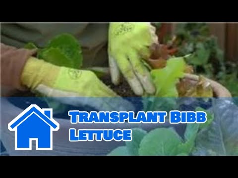 how to transplant lettuce