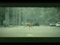 comerciales bridgestone perro traicionado.mpeg