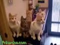 Movimiento de gatos
