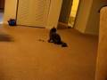 My-Cat-Sasha-Playing