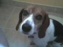 My Beagle Sandy Part 2 (2007)