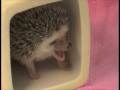 World's Greatest Mom In The World - Hedgehog Edition - Parry Gripp