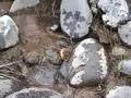 videos de Divide Creek Seep 2004 -- Combustion of tiny vents on bank