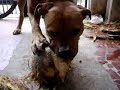 PITBUL DOIDÃO PITBUL DOIDÃO