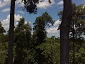 hutan