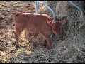 New Calf Ganga New Calf Ganga