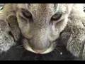 Purring Cougar Kneading & Sucking