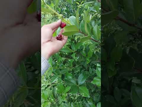 cay-cherry-my-da-co-nhung-trai-cherry-my-chin-cach-trong-cay-cherry-my-nhu-the-nao-amazing-viral