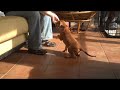 Asta - first clicker session