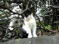 kittens in bush