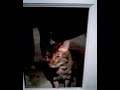 Bengal Tiger Cats