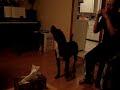 うたう犬動画