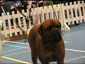 bordeauxdog show 2006