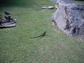 Iguana