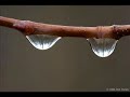 Bade Didare to bashad vaghte payanam ...(iranian poetry)