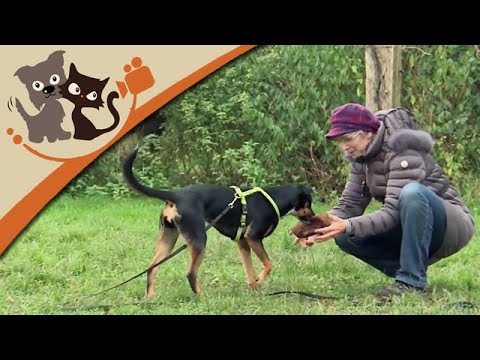 Schleppleinentraining - Der richtige Umgang mit der Schleppleine