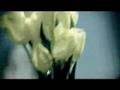 Sarı Laleler - MFÖ