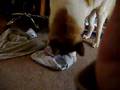 Akita Inu video