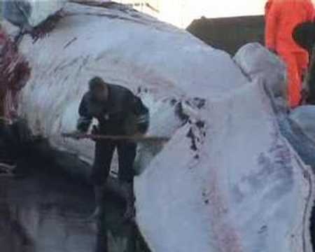 Whaling in Iceland - Part 2